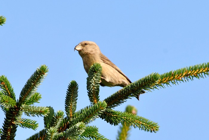 Parrot Crossbill