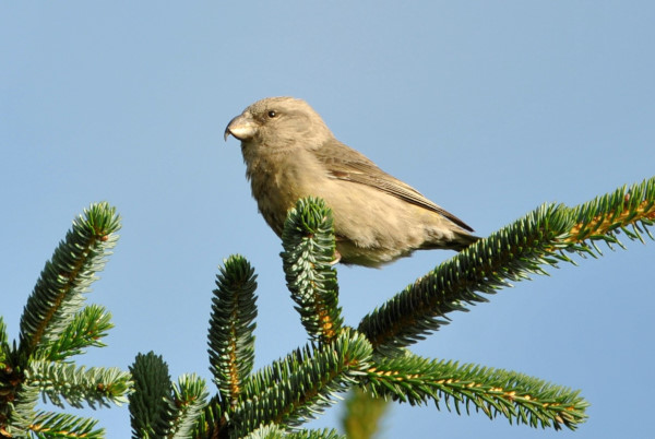 Parrot Crossbill