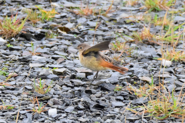 Redstart
