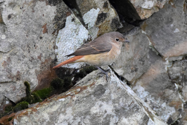 Redstart