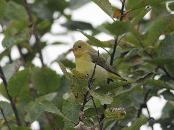 Scarlet Tanager