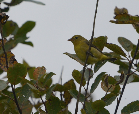 Scarlet Tanager