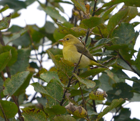 Scarlet Tanager