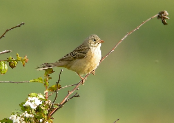 Ortolan Bunting