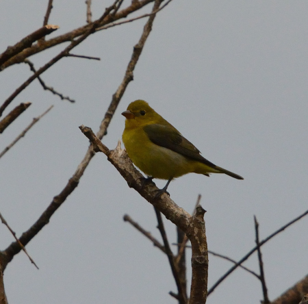 Scarlet Tanager
