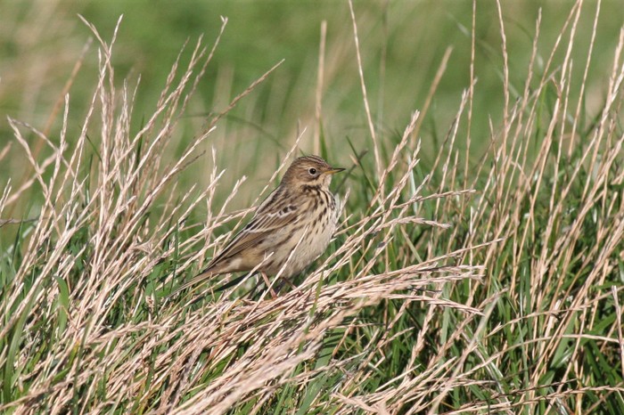 Red-throated Pipit