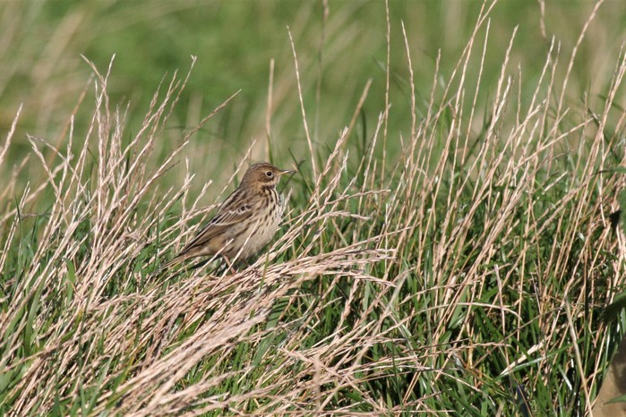 Red-throated Pipit