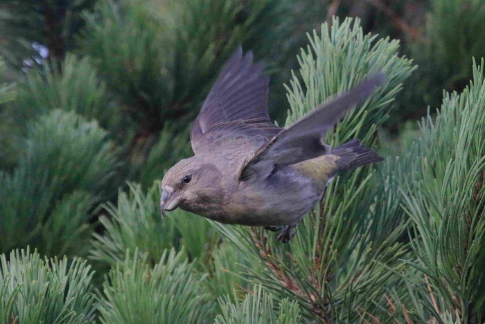 Parrot Crossbill