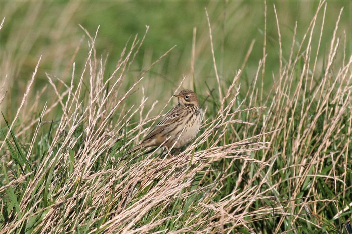 Red-throated Pipit