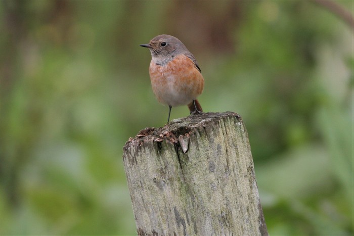 Redstart