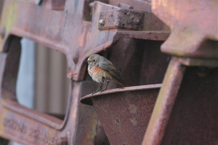 Redstart