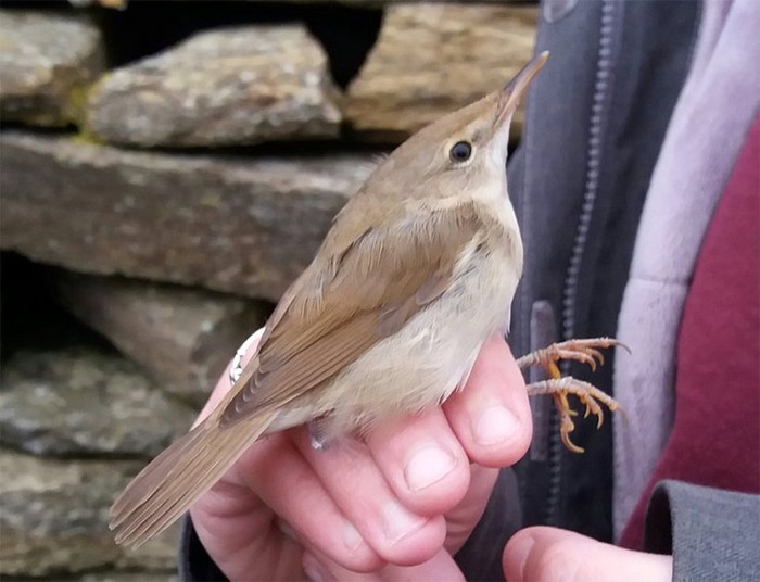 Blyth's Reed Warbler