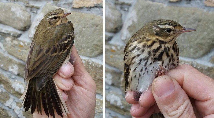 Olive-backed Pipit