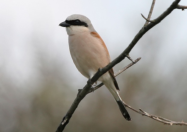 Red-backed Shrike