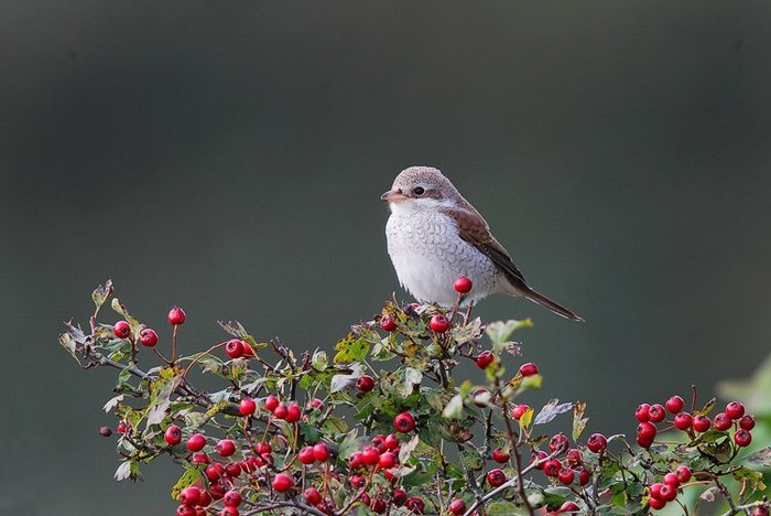 Red-backed Shrike