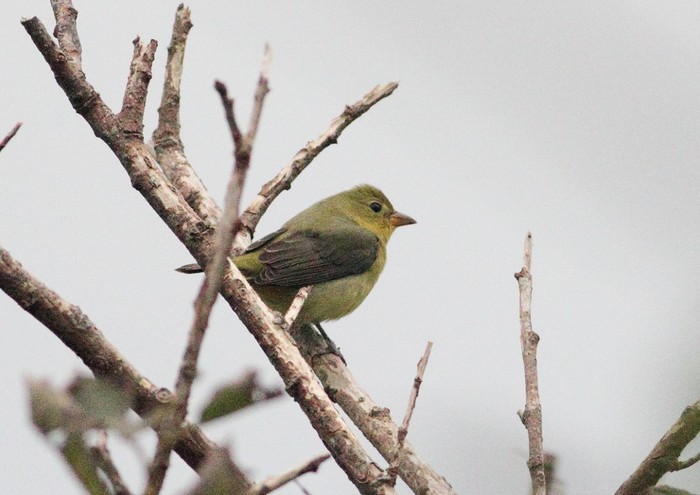 Scarlet Tanager