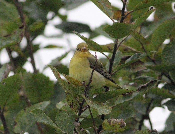 Scarlet Tanager