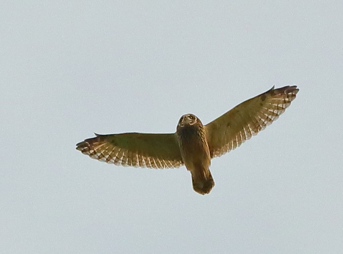 Short-eared Owl
