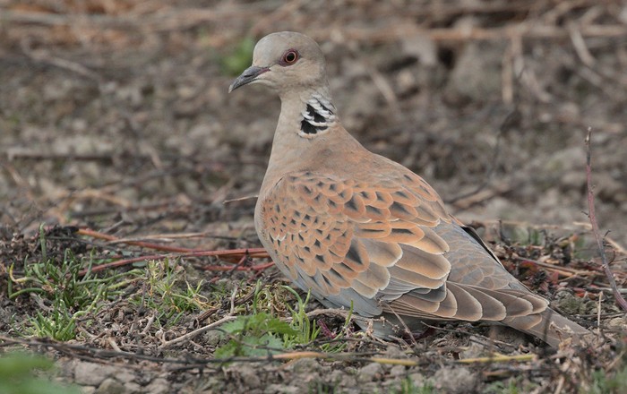 Turtle Dove