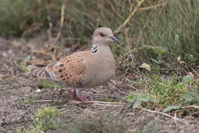 Turtle Dove