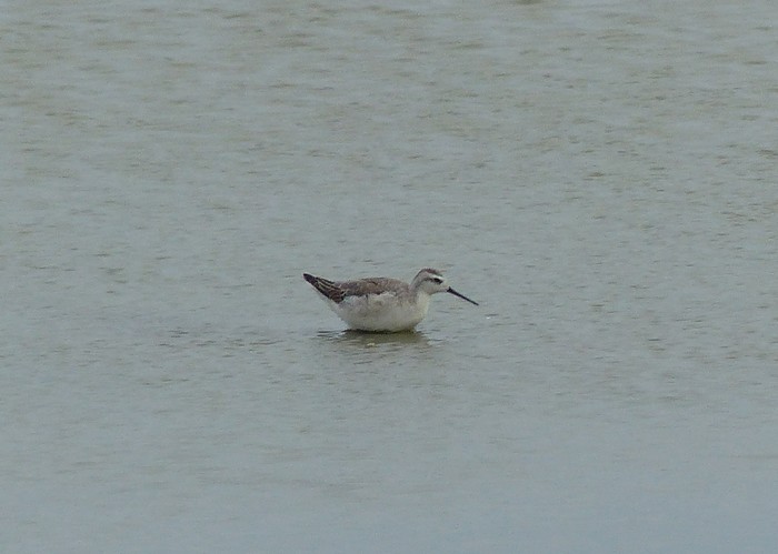 Wilson's Phalarope