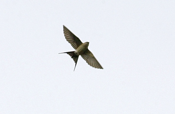 Red-rumped Swallow