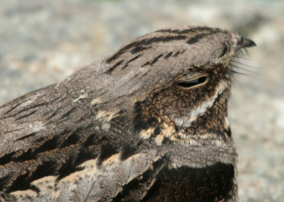 Nightjar