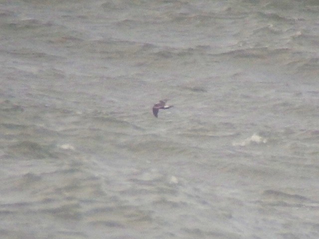 Leach's Petrel