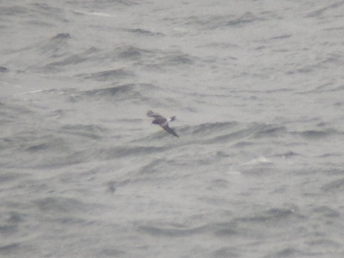 Leach's Petrel
