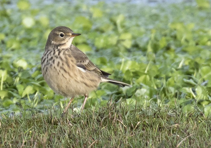 American Buff-bellied Pipit