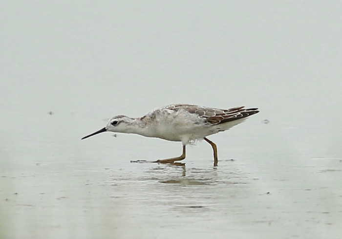 Wilson's Phalarope