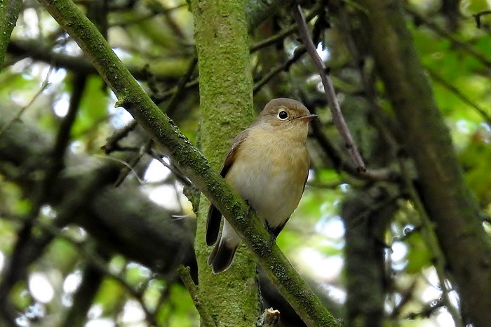 Red-breasted Flycatcher