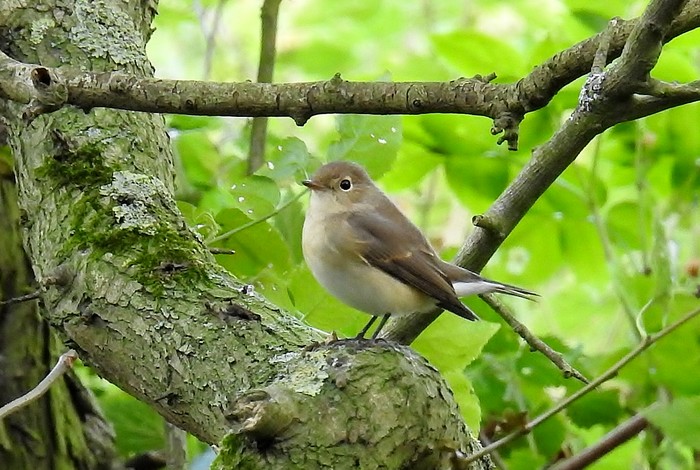 Red-breasted Flycatcher