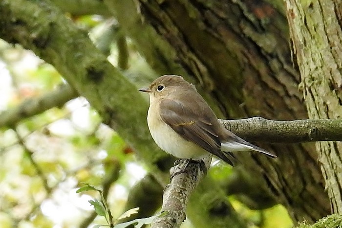 Red-breasted Flycatcher