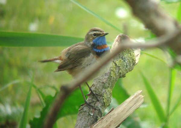 Red-spotted Bluethroat