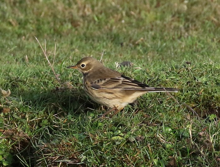 American Buff-bellied Pipit