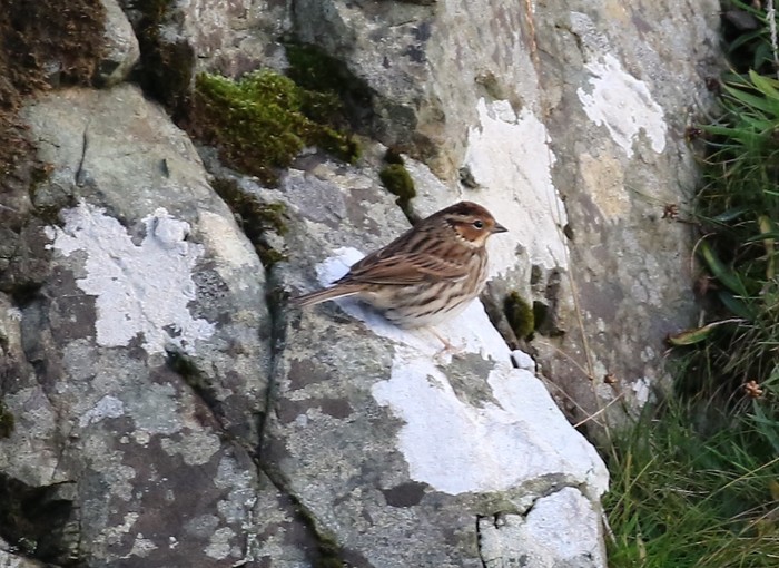 Little Bunting