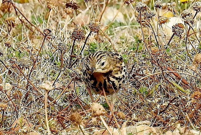 Red-throated Pipit