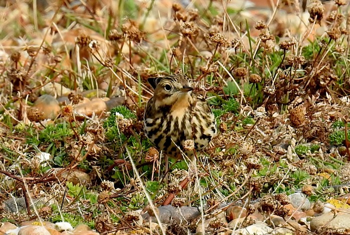 Red-throated Pipit