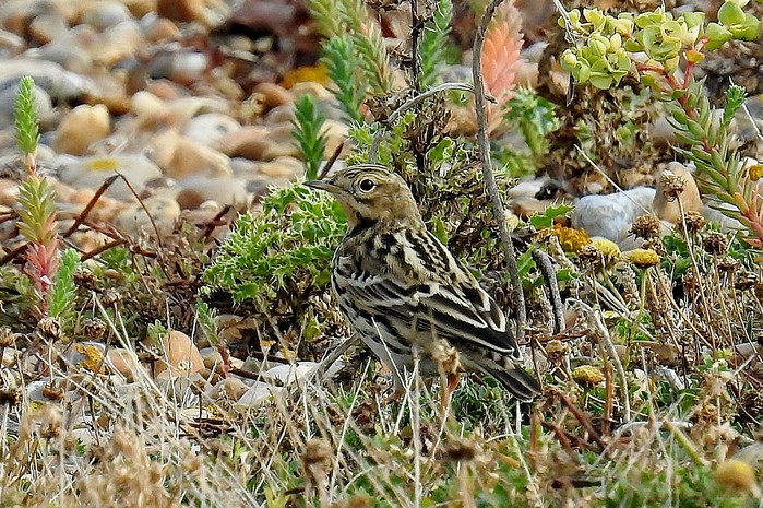 Red-throated Pipit