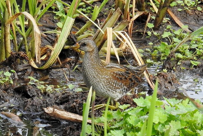 Spotted Crake