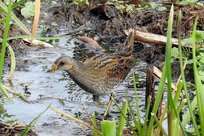 Spotted Crake