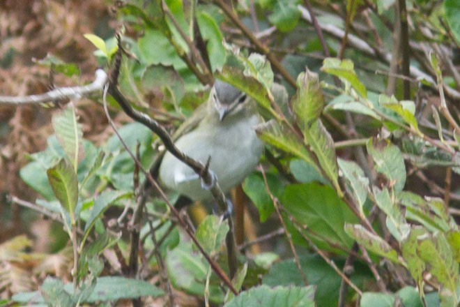 Red-eyed Vireo
