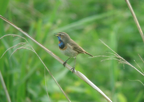 Red-spotted Bluethroat
