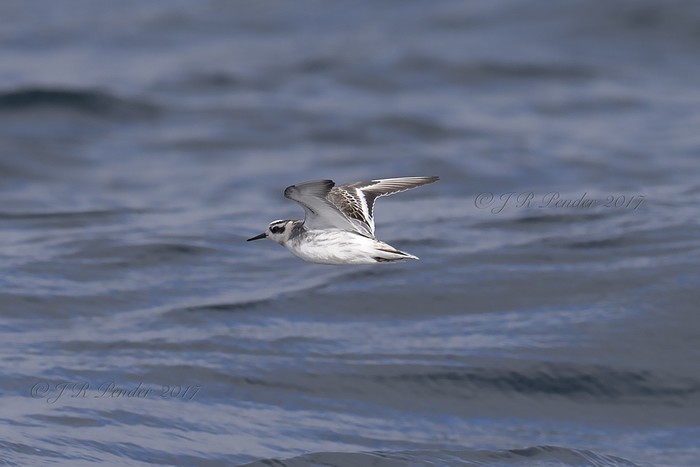 Grey Phalarope
