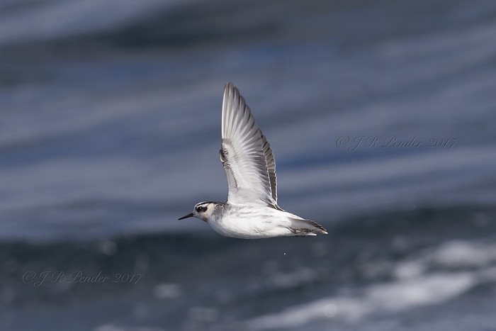 Grey Phalarope