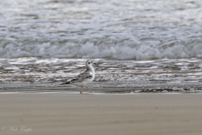 Bonaparte's Gull
