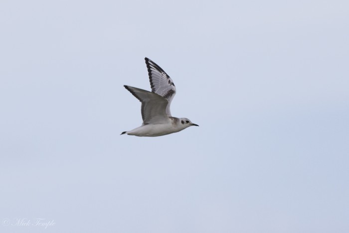 Bonaparte's Gull
