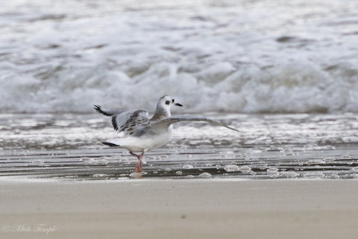 Bonaparte's Gull