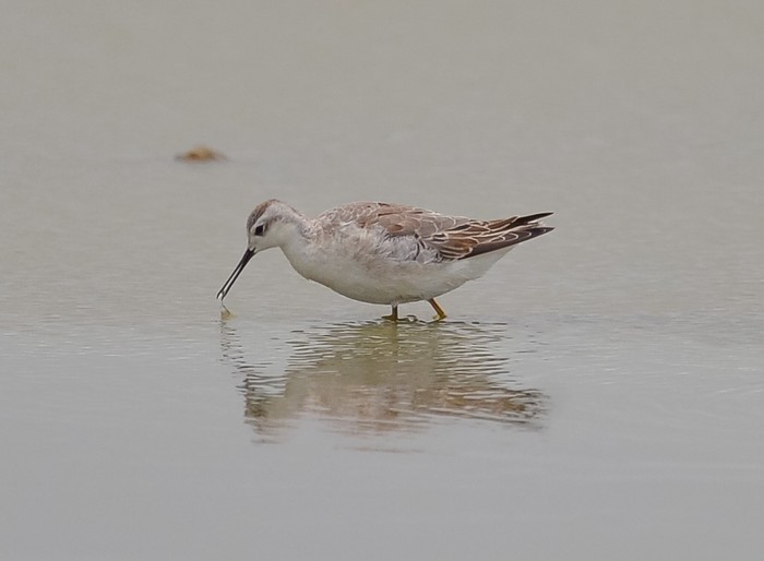 Wilson's Phalarope